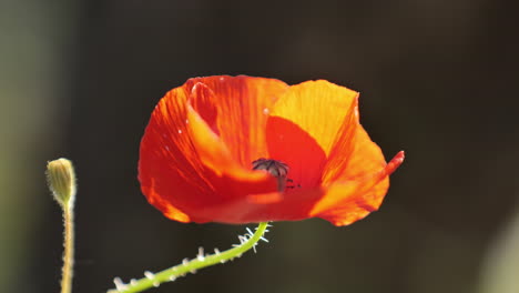 Rote-Mohnblume-Nahaufnahme-Makro-Verschwommener-Hintergrund-Südlich-Von-Frankreich