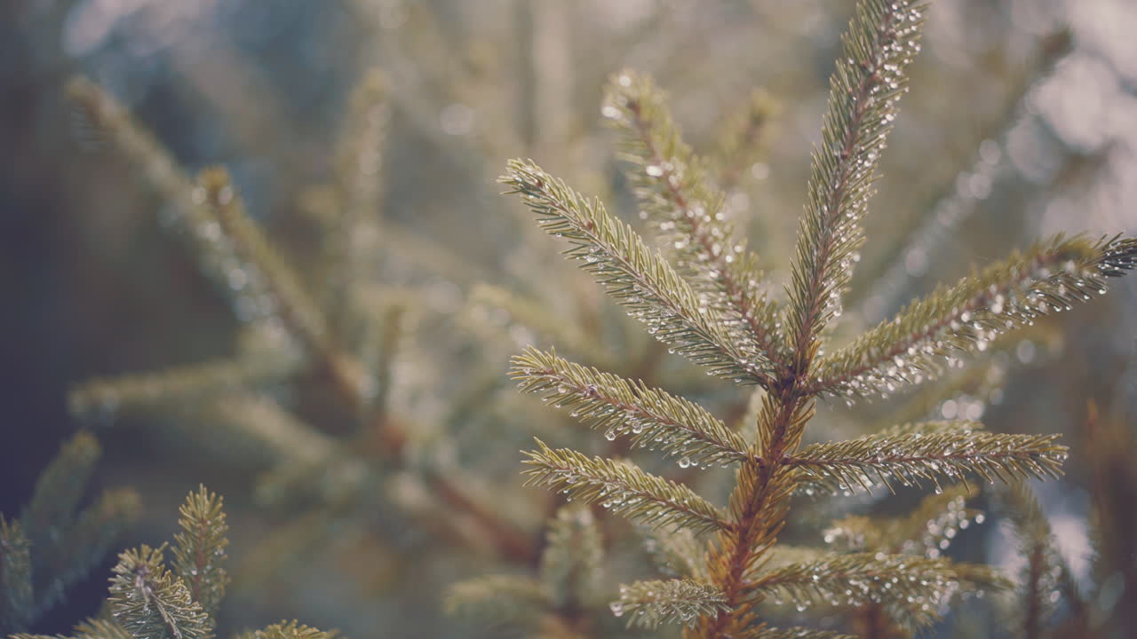 Evergreen Pine Tree Branch in Morning Autumn Sunlight Close Up With Raindrops on Pine Needles Branch Waves in Slight Breeze with other out of focus Pine Tree Branch Needles In Background 4K ProRes