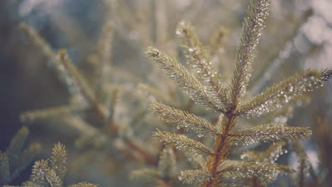 Evergreen-Pine-Tree-Branch-in-Morning-Autumn-Sunlight-Close-Up-With-Raindrops-on-Pine-Needles-Branch-Waves-in-Slight-Breeze-with-other-out-of-focus-Pine-Tree-Branch-Needles-In-Background-4K-ProRes