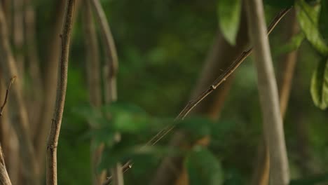 Pájaro-Papamoscas-De-Rabadilla-Amarilla-Posarse-Y-Volar