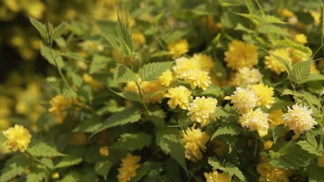 tuft of flowers with yellow blossoms in slow motion