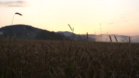 Ein-Getreidefeld-In-Der-Abenddämmerung