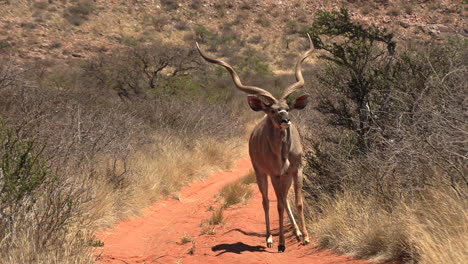 ein wunderschönes männchen mit riesigen spiralförmigen hörnern auf einer schotterstraße in der kalahari-wüste