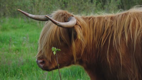 Hochlandrinder-Sind-Auf-Der-Wiese