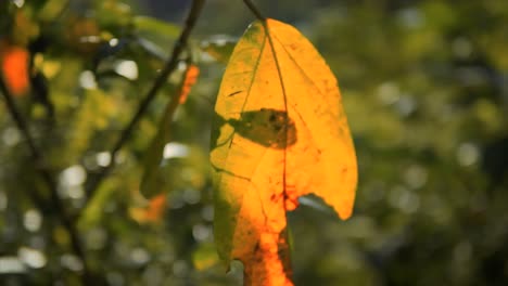 Shot-of-brown-leaves-on-a-beautiful-tree-in-a-park-with-a-light-breeze