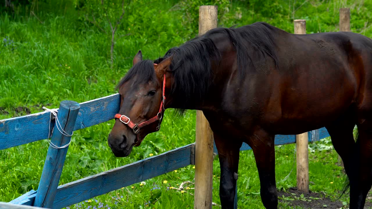 un caballo marrón oscuro con una melena negra se frota la cabeza en la valla de madera. el caballo está en el paddock al lado de los establos. un día soleado de verano en la granja.