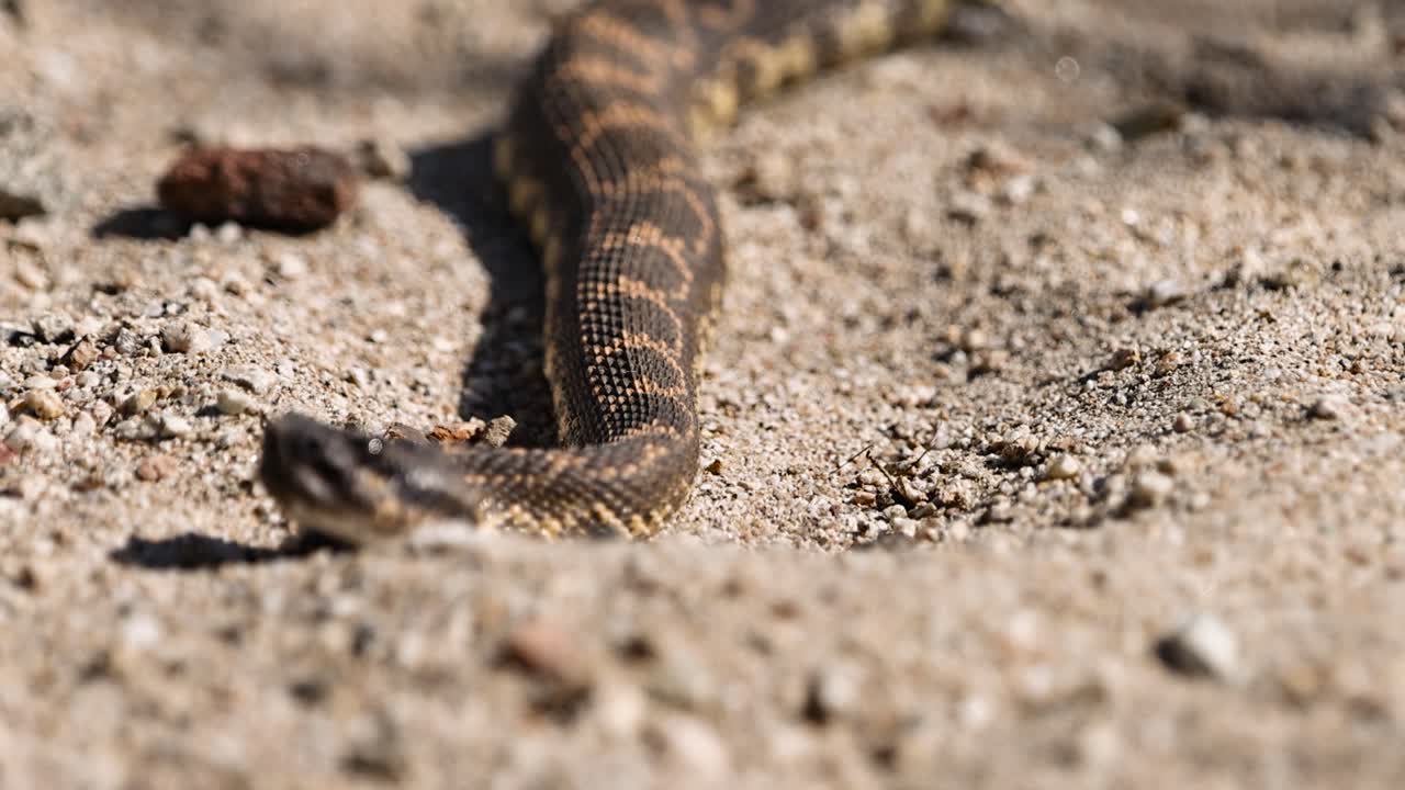 serpiente de cascabel del pacífico norte de aspecto mortal tomando el sol en la arena con hormigas arrastrándose sobre ella revelando todo el cuerpo y el cascabel