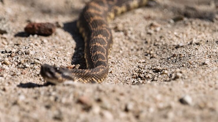 deadly looking northern Pacific rattlesnake basking in the sun in the sand with ants crawling on it revealing the full body and rattle