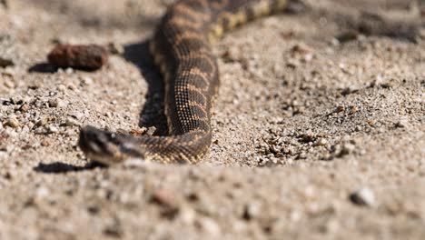 deadly-looking-northern-Pacific-rattlesnake-basking-in-the-sun-in-the-sand-with-ants-crawling-on-it-revealing-the-full-body-and-rattle