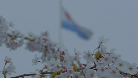 flag with blue and white fields and a red emblem, against a blurry natural background