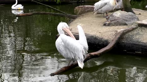 white pelican cleaning himself standing on branch at lake, close up slow motion shot