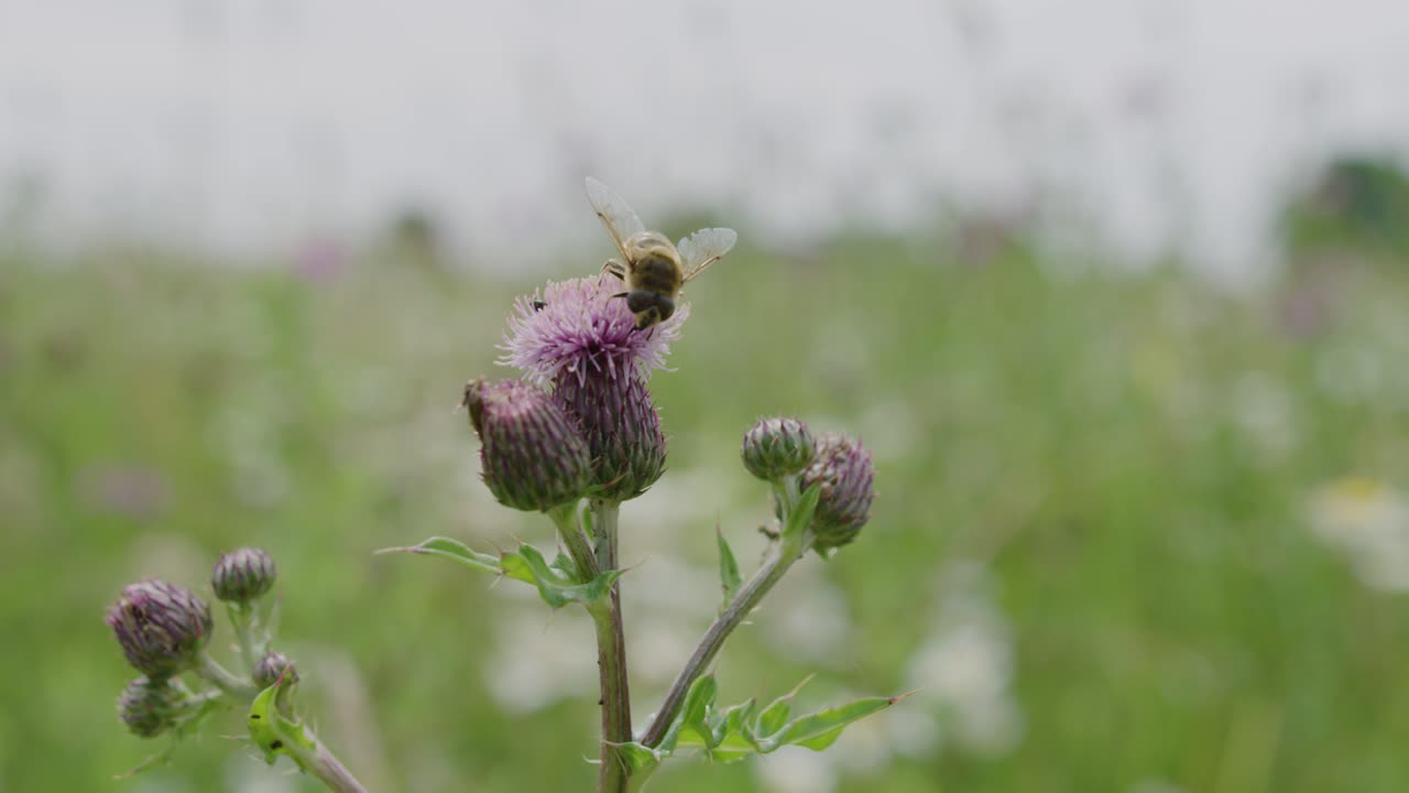 Bie inspiserer rosa tisteblomst; viktig pollineringstjeneste.