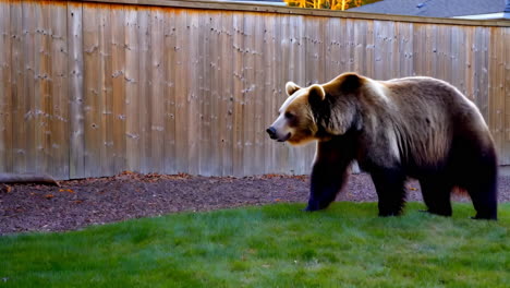 brown bear in backyard