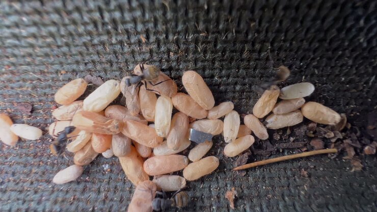 Black ants carry pupal cocoons across a dark nest surface in macro close up