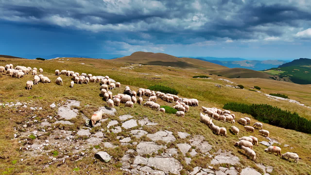Approaching a flock of white sheep grazing on the sunny hill. Pasture for livestock in the mountains. Stunning grey cloudscape in the sky at backdrop
