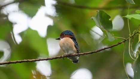 Ein-Männlicher-Küken,-Der-Nach-Links-Schaut,-Während-Die-Kamera-Herauszoomt,-Gebänderter-Eisvogel-Lacedo-Pulchella,-Nationalpark-Kaeng-Krachan,-Thailand