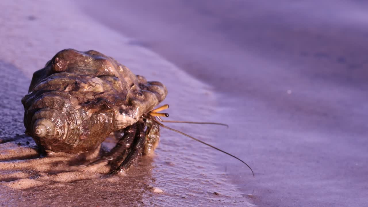 은 모래 해변을 가로질러 이동하는 고향 크래브