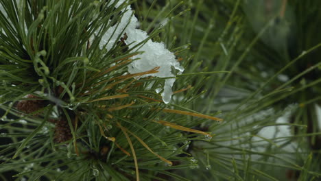 Snow-falling-on-and-around-beach-side,White-Pine-evergreen-trees,-during-a-winter-day-in-Maine