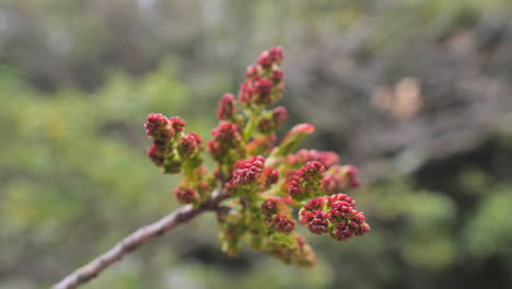 beautiful red and green leaves budding from a branch france spring