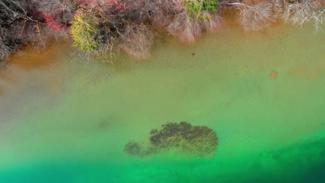 Toma-Aérea-De-Arriba-Hacia-Abajo,-Volando-Hacia-La-Costa-Del-Tegernsee-Con-Agua-Cristalina