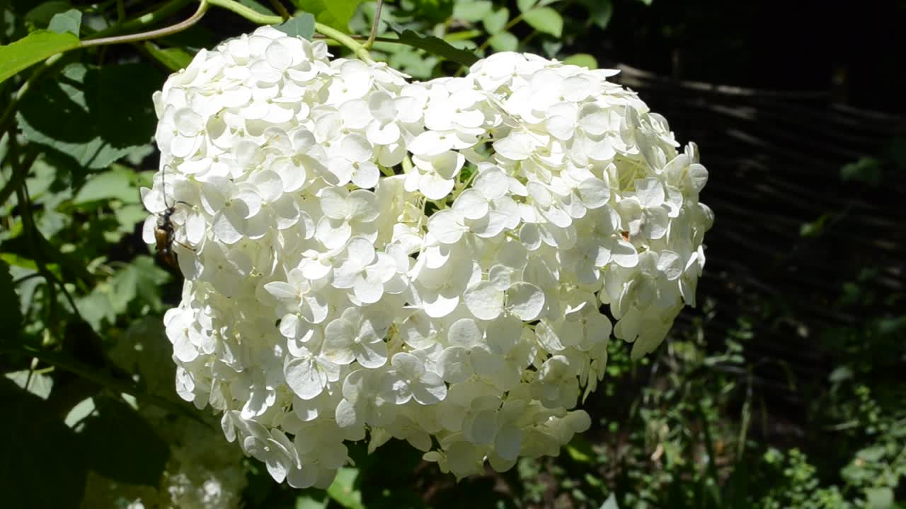 Flores blancas. Grabación en verano