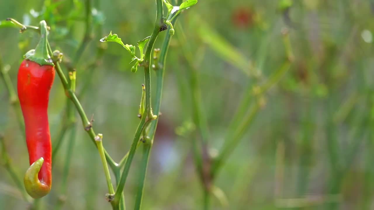 Red Chili Pepper Growing on a Plant