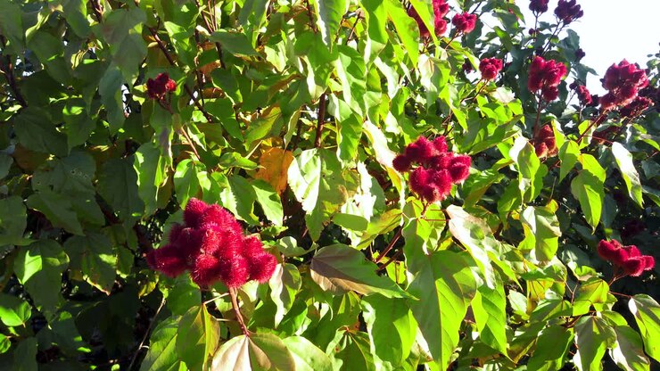 Primo piano del frutto dell'albero di achiote (Bixa orellana), che mostra i semi da cui si estrae l'annatto.