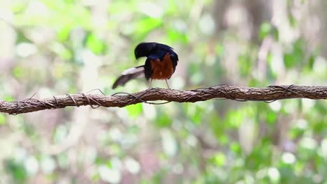 White-rumped-Shama-Perched-on-a-Vine-with-Forest-Bokeh-Background,-Copsychus-malabaricus,-original-speed