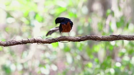 shama de rabadilla blanca encaramado en una vid con fondo bokeo del bosque, copsychus malabaricus, velocidad original