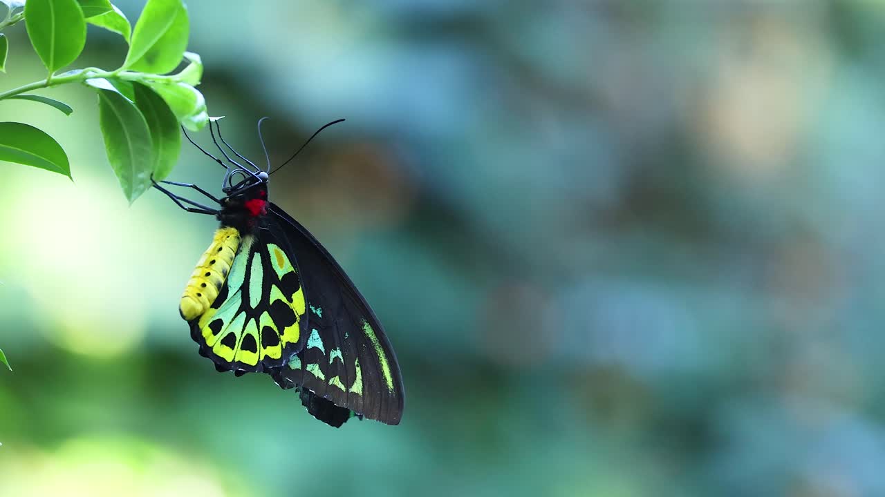 Farfalla che si poggia su una foglia verde