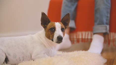 Camera-Focuses-On-A-Dog-Lying-On-The-Ground,-While-A-Child-Balances-In-The-Chair