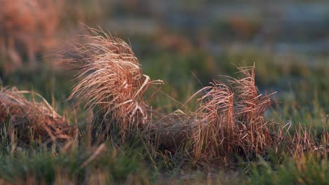 Trockene-Grasbüschel-Am-Frühen-Morgen-Rotes-Sonnenlicht-Leichter-Wind