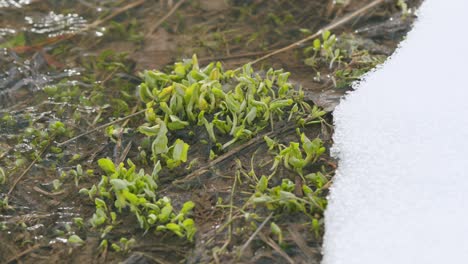 first green grass in spring. grass sprouted in a stream with melt water, snow lies on the banks. slow motion.