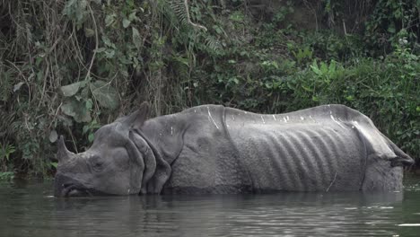 a wild one horned rhino eating aquatic plants in chitwan national park in nepal