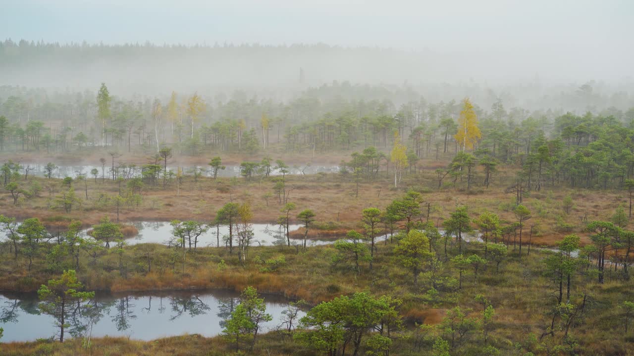 습한 습한 아침 습지에서 안개