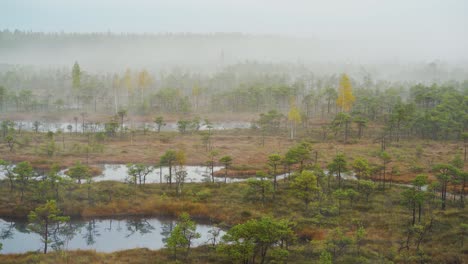 Foggy-and-Moist-Morning-in-a-Swamp