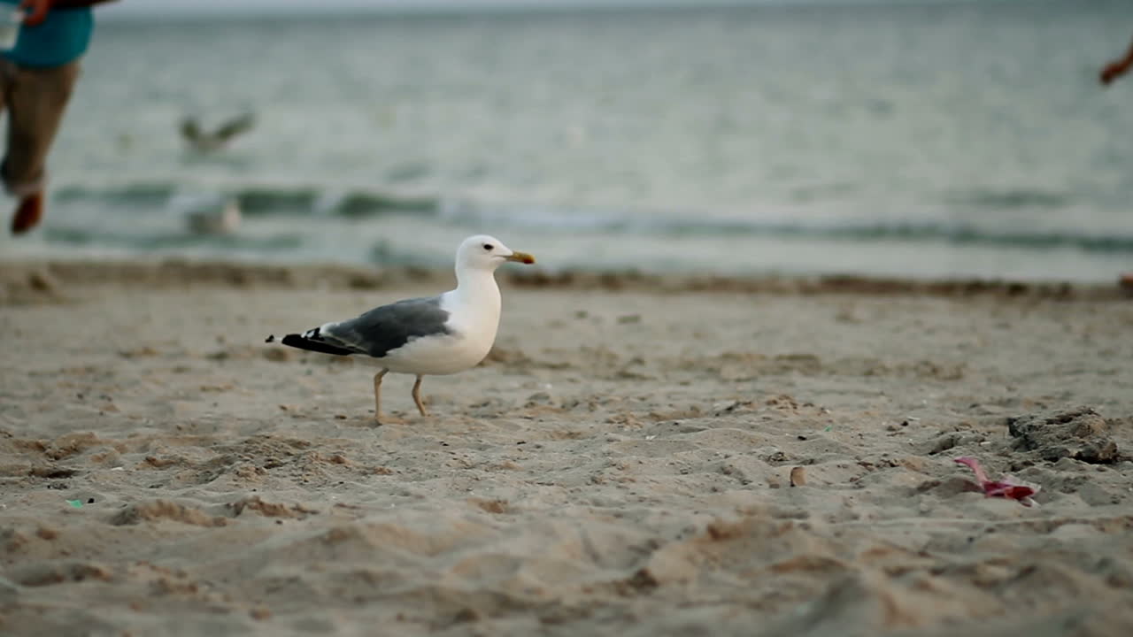 Walking Seagull On The Beach. Seagull walking alone on beach