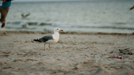 walking seagull on the beach. seagull walking alone on beach