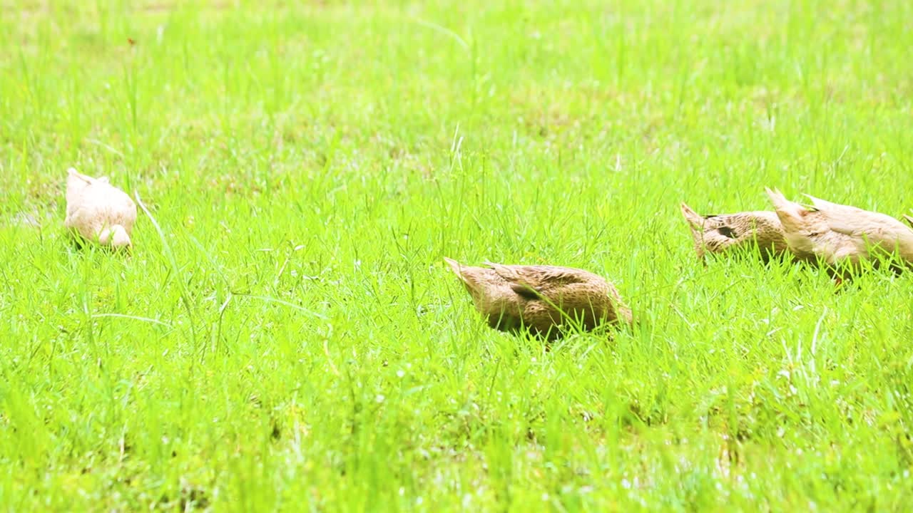 방글라데시 의 푸른 초원 에서 사육 하는 데시 오리 들