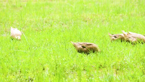 desi ducks grazing in a lush green meadow in bangladesh