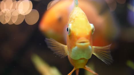 pez naranja en el acuario