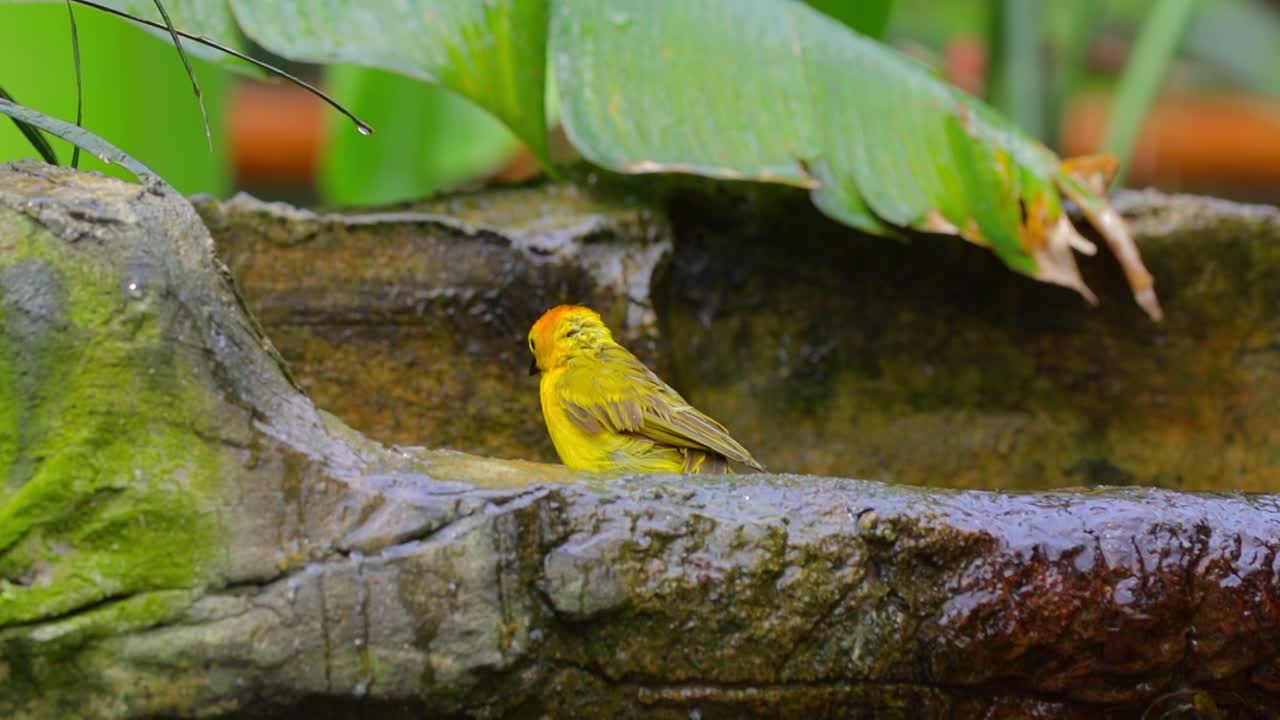 pájaro tejedor jugando con agua