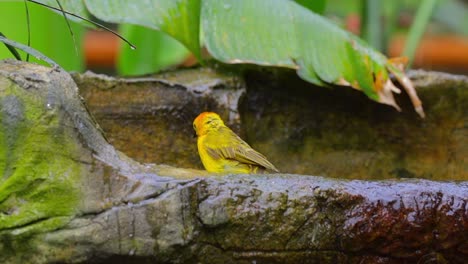 weaver bird playing with water