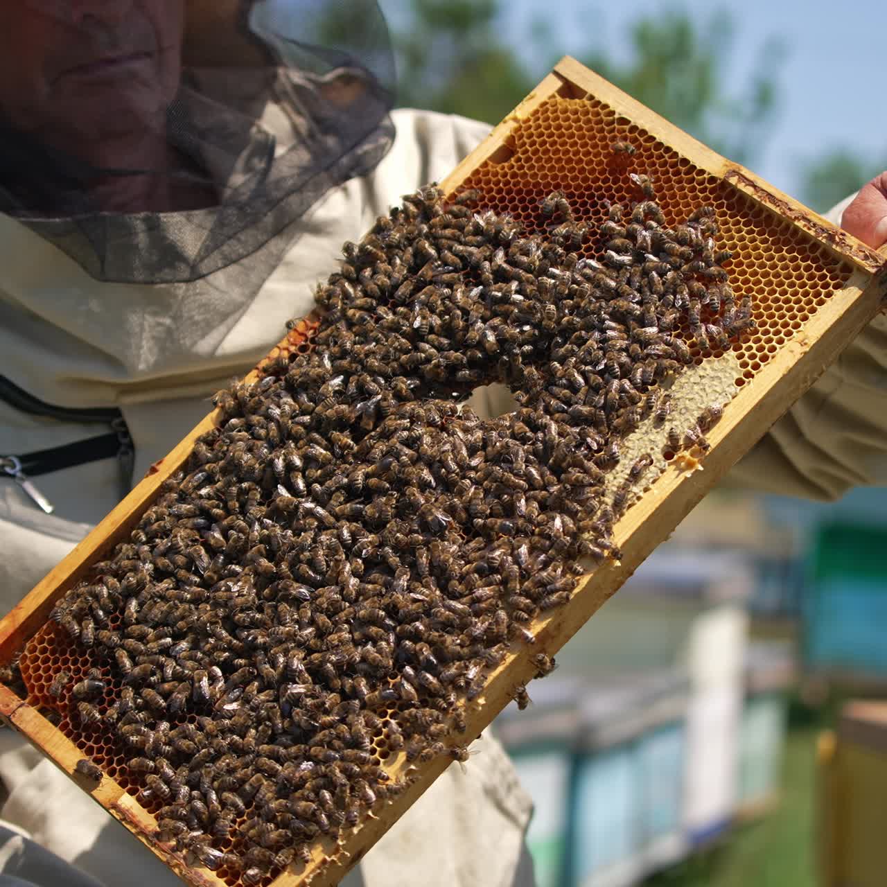 Honey frame covered with bees with a hole in the middle. Beekeeper turning frame in hands showing it to the camera. Close up
