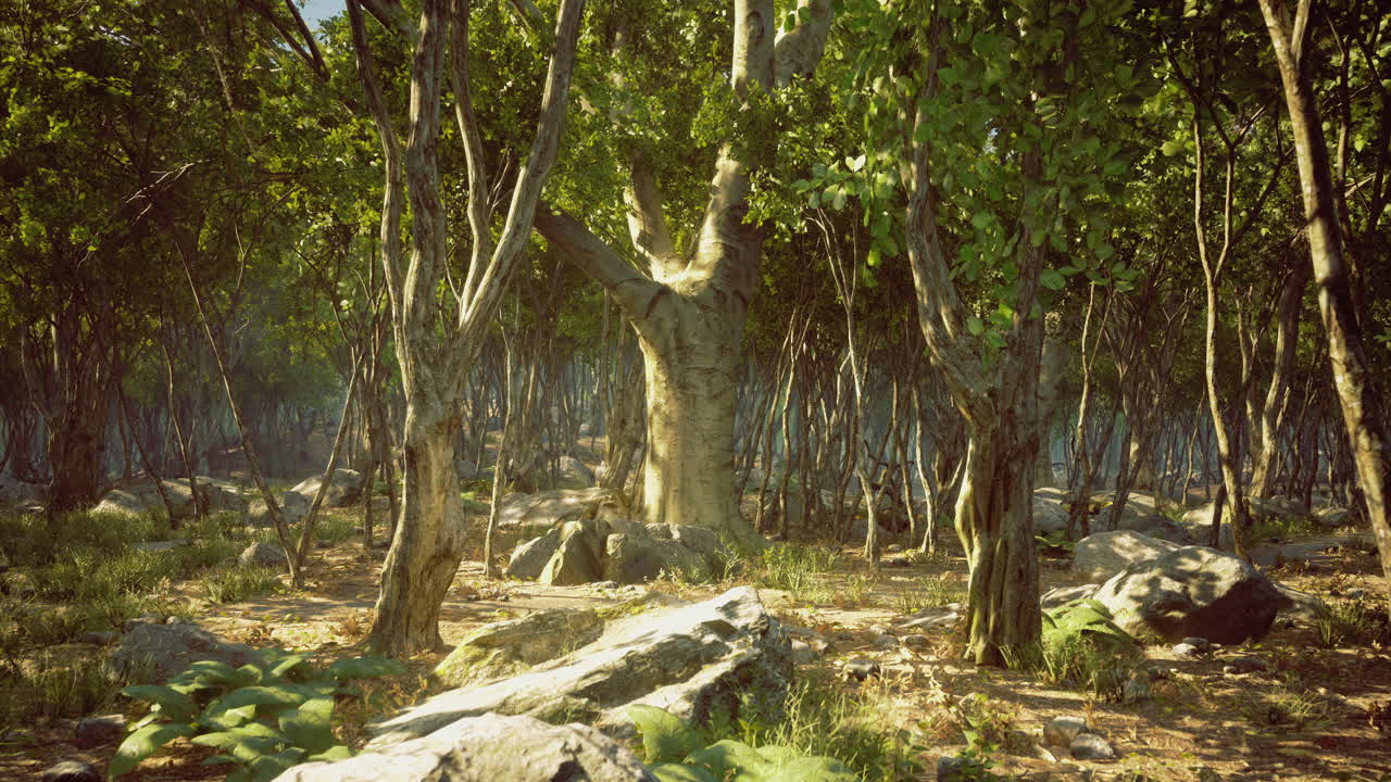 Majestic trees and vibrant foliage create a serene forest landscape