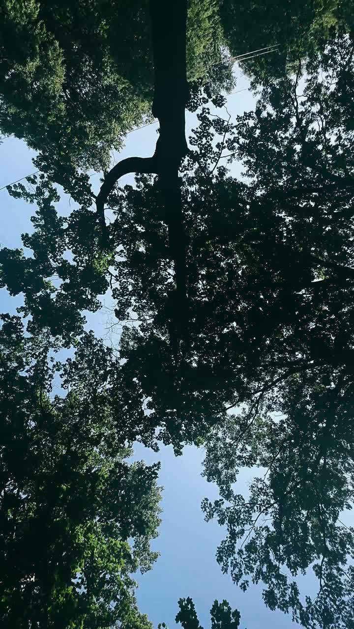 나무들을 쳐다보며