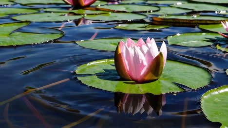 flor de lótus rosa em uma lagoa