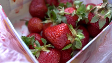 una grabación de primer plano de fresas suecas-1