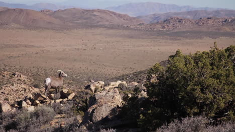 big horn sheep in desert landscape