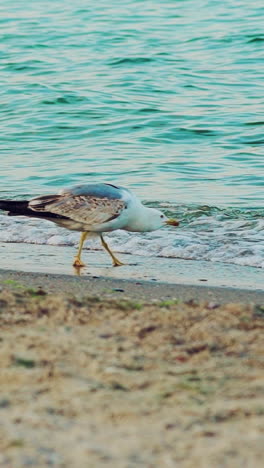 gulls are walking on the sand and drinking water from the sea on a hot summer day. seascape. slow motion vertical video